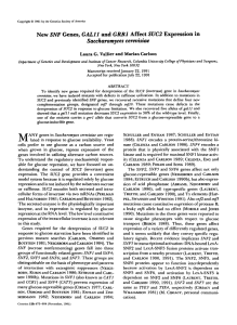 SNF Saccharomyces  cerevisiae SUC2 New