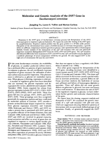 SNF7 of Saccharomyces  cerevisiae Molecular  and  Genetic  Analysis