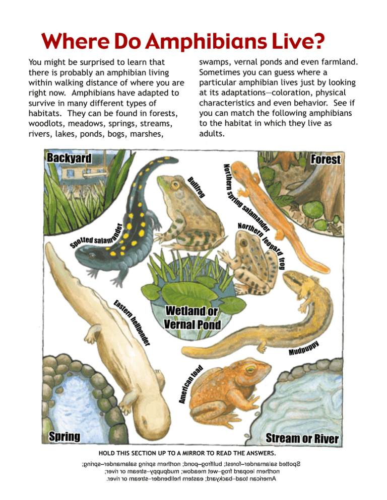 Where Do Amphibians Live?