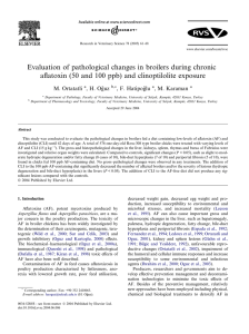 Evaluation of pathological changes in broilers during chronic