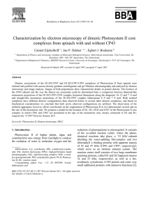 Characterization by electron microscopy of dimeric Photosystem II core