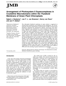 Arrangement of Photosystem II Supercomplexes in Crystalline Macrodomains within the Thylakoid