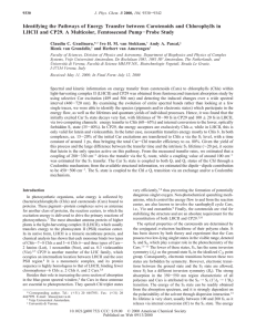 Identifying the Pathways of Energy Transfer between Carotenoids and Chlorophylls... LHCII and CP29. A Multicolor, Femtosecond Pump