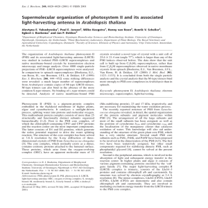 Arabidopsis thaliana Supermolecular organization of photosystem II and its associated