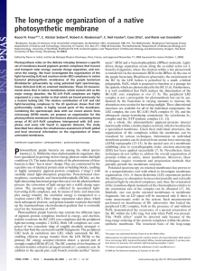 The long-range organization of a native photosynthetic membrane