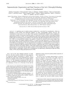 Supramolecular Organization and Dual Function of the IsiA Chlorophyll-Binding