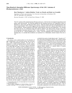 Time-Resolved Absorption Difference Spectroscopy of the LH-1 Antenna of Rhodopseudomonas Rene