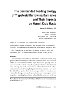 The Confounded Feeding Biology of Trypetesid Burrowing Barnacles and Their Impacts