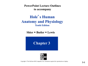 Hole Anatomy and Physiology Chapter 3 PowerPoint Lecture Outlines
