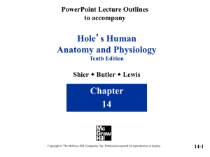 Hole Anatomy and Physiology Chapter 14