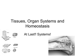 Tissues, Organ Systems and Homeostasis At Last!! Systems!
