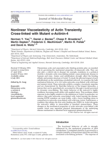 Nonlinear Viscoelasticity of Actin Transiently α-Actinin-4 Cross-linked with Mutant ⁎