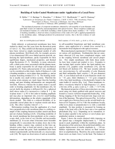 Buckling of Actin-Coated Membranes under Application of a Local Force