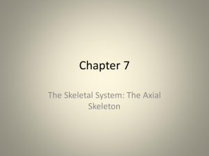 Chapter 7 The Skeletal System: The Axial Skeleton 1