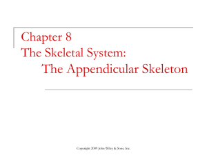 The Appendicular Skeleton Chapter 8 The Skeletal System: