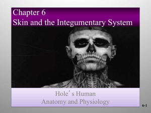 Chapter 6 Skin and the Integumentary System Hole’s Human Anatomy and Physiology