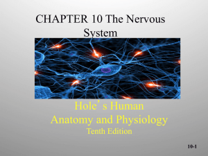 Hole’s Human Anatomy and Physiology CHAPTER 10 The Nervous System