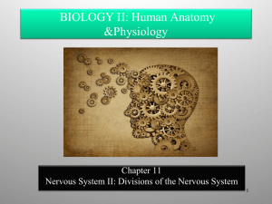 BIOLOGY II: Human Anatomy &amp;Physiology Chapter 11