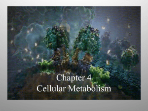 Chapter 4 Cellular Metabolism