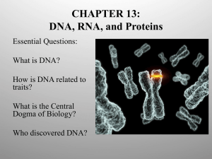 CHAPTER 13: DNA, RNA, and Proteins