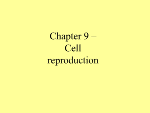 Chapter 9 – Cell reproduction