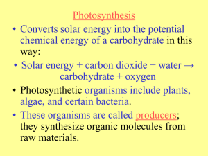 Photosynthesis • Converts solar energy into the potential in this
