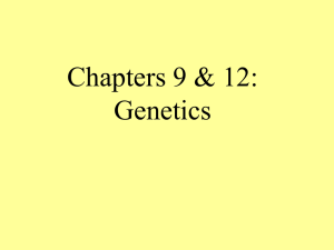 Chapters 9 &amp; 12: Genetics