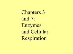 Chapters 3 and 7: Enzymes and Cellular