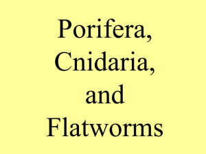 Porifera, Cnidaria, and Flatworms