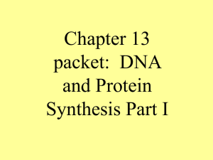 Chapter 13 packet:  DNA and Protein Synthesis Part I
