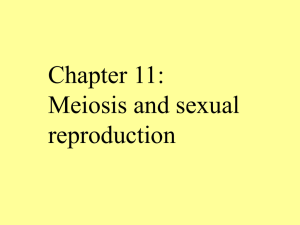 Chapter 11: Meiosis and sexual reproduction