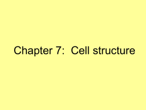 Chapter 7:  Cell structure