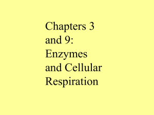 Chapters 3 and 9: Enzymes and Cellular