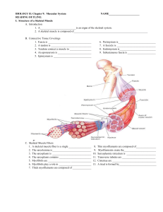 BIOLOGY II: Chapter 9:  Muscular System  NAME_______________________ READING OUTLINE: