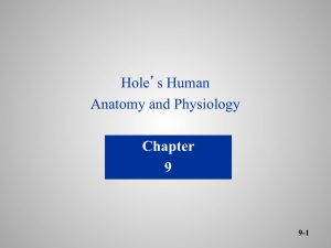 Hole’s Human Anatomy and Physiology Chapter 9