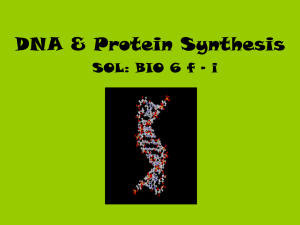 DNA &amp; Protein Synthesis SOL: BIO 6 f - i
