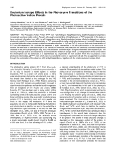 Deuterium Isotope Effects in the Photocycle Transitions of the