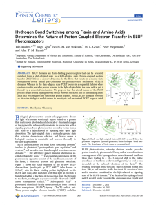 Hydrogen Bond Switching among Flavin and Amino Acids
