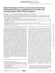 Redox Modulation of Flavin and Tyrosine Determines Photoactivation of BLUF Photoreceptors