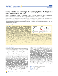 Energy Transfer and Trapping in Red-Chlorophyll-Free Photosystem I Synechococcus WH 7803 from