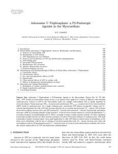 ⬘-Triphosphate: a P2-Purinergic Adenosine 5 Agonist in the Myocardium