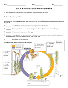 WS 1.3 – Plants and Photosynthesis 1. 2.