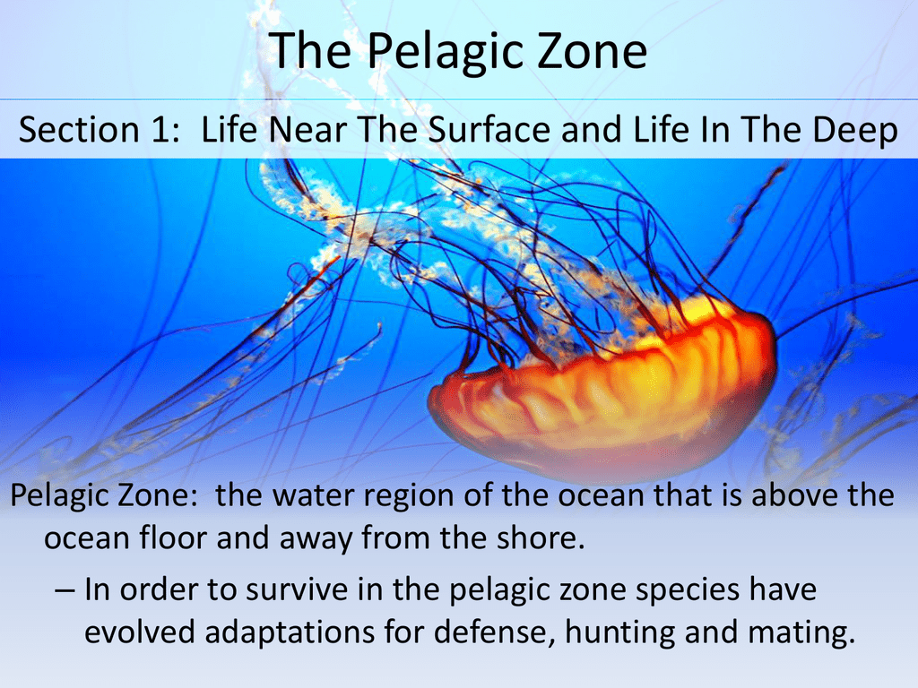The Pelagic Zone