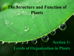 The Structure and Function of Plants Section 1: Levels of Organization in Plants