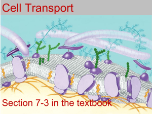 Cell Transport Section 7-3 in the textbook