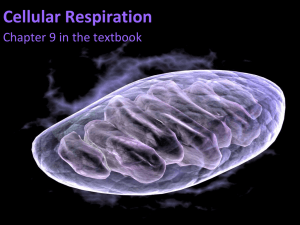 Cellular Respiration Chapter 9 in the textbook