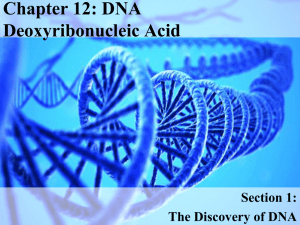 Chapter 12: DNA Deoxyribonucleic Acid Section 1: The Discovery of DNA