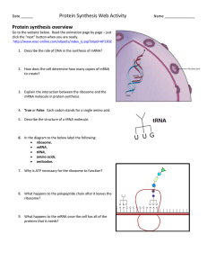 Protein Synthesis Web Activity Protein synthesis overview Date ______