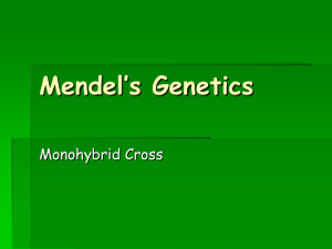 Mendel’s Genetics Monohybrid Cross