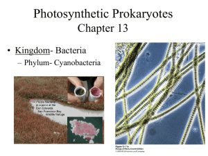 Photosynthetic Prokaryotes Chapter 13 • Kingdom- Bacteria – Phylum- Cyanobacteria